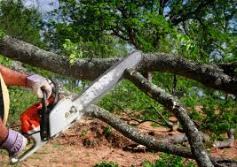 Best Seasonal Cleanup  in Elk Ridge, UT