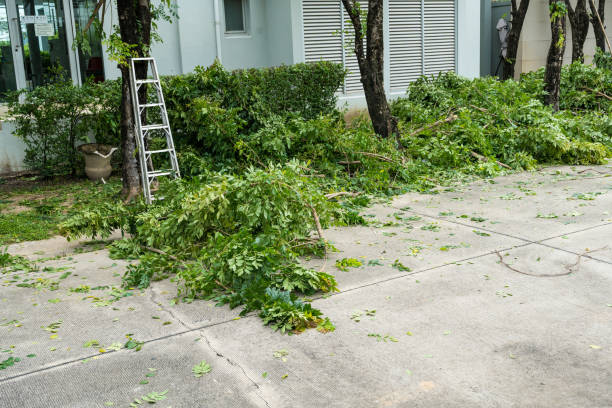 Best Palm Tree Trimming  in Elk Ridge, UT