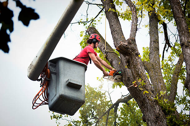 Leaf Removal Services in Elk Ridge, UT