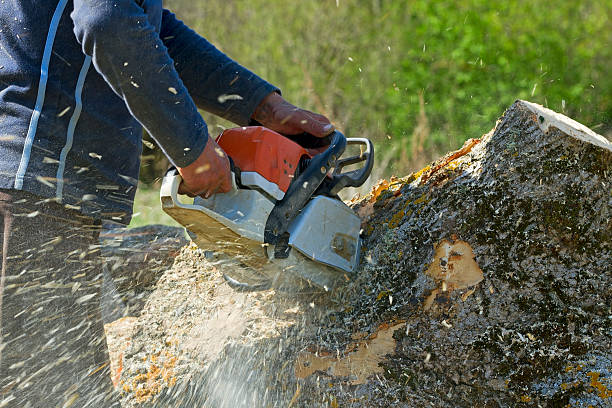 Best Commercial Tree Services  in Elk Ridge, UT