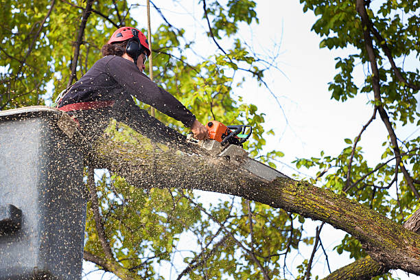 Best Tree and Shrub Care  in Elk Ridge, UT